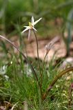 Tulipa bifloriformis. Цветущее растение. Южный Казахстан, край плато над каньоном Машат. 08.04.2013.