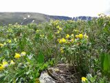 Thermopsis alpina