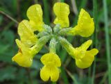 Hippocrepis comosa