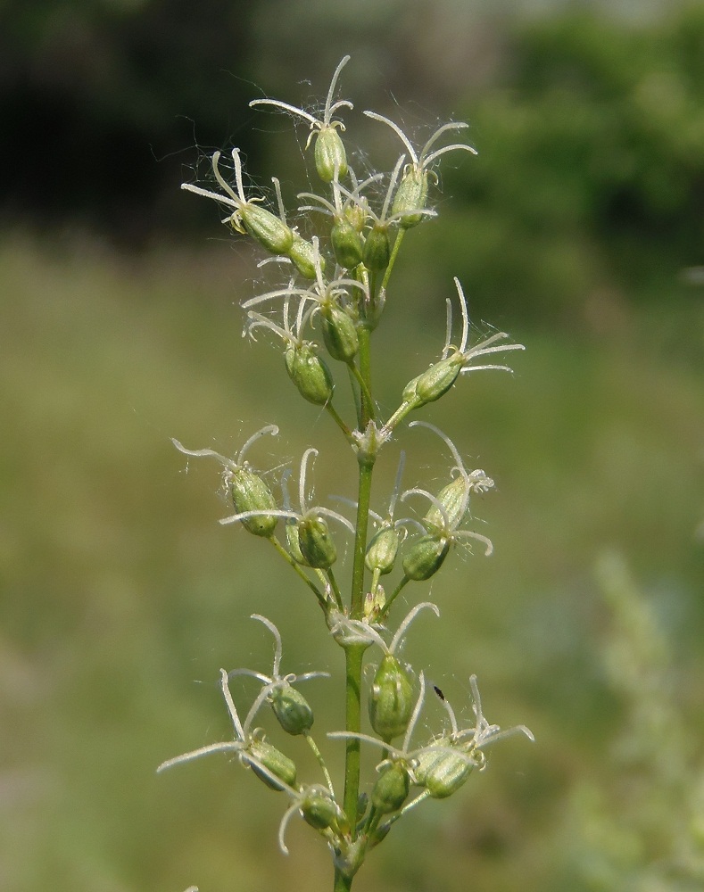 Изображение особи Silene chersonensis.