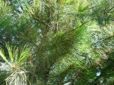 Pinus sibirica. Ветвь. Кемеровская обл., г. Прокопьевск. 06.07.2014.
