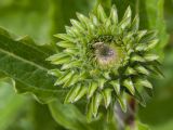 Echinacea purpurea