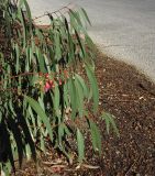 Eucalyptus leucoxylon