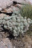 Artemisia rutifolia. Плодоносящее растение. Южный Казахстан, горы Алатау (Даубаба), северный гребень вершины 1734, высота ~1500 м н.у.м. 16.07.2014.