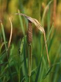 Typha intermedia. Соцветие с малым промежутком между мужской (вверху) и женской частями и отпавшим прицветным листом. Санкт-Петербург, Пискарёвский парк. 05.07.2009.