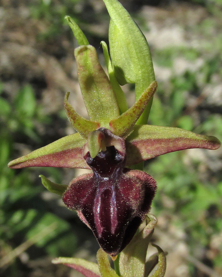 Изображение особи Ophrys mammosa.