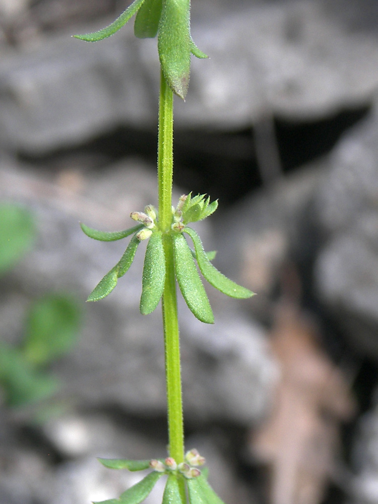 Изображение особи Galium verticillatum.
