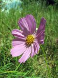 Cosmos bipinnatus