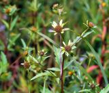 Bidens tripartita