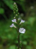 Verbena officinalis