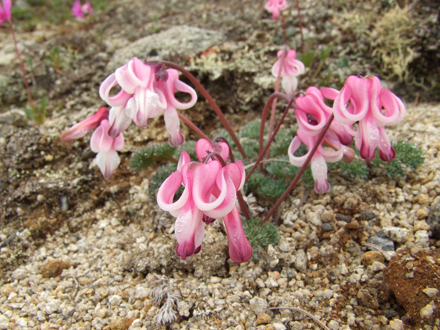 Изображение особи Dicentra peregrina.