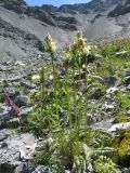 Pedicularis compacta