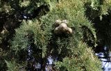 Cupressus sempervirens