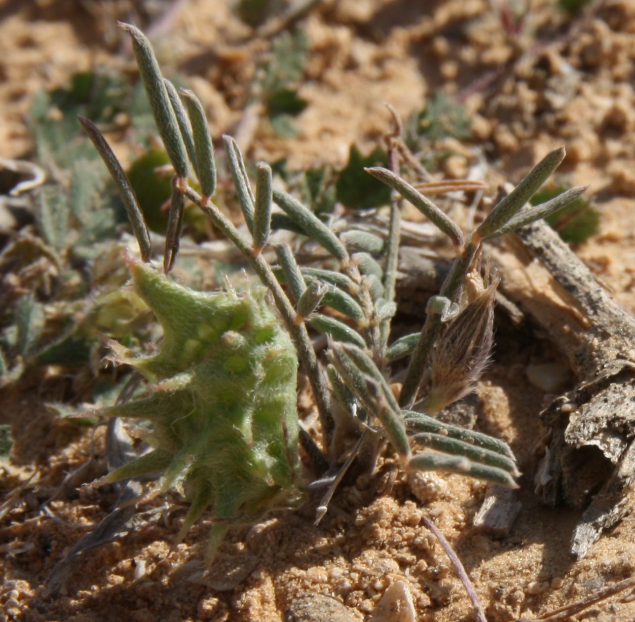 Image of Onobrychis crista-galli specimen.