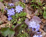 Hepatica nobilis