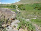 Phlomoides laciniata