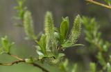 Salix myrsinifolia. Верхушка побега с гинекандрическими соцветиями в начале вегетации. Кировская обл., окр. г. Кирово-Чепецк, долина р. Вятка, зарастающая лиственным мелколесьем. 29.05.2017.