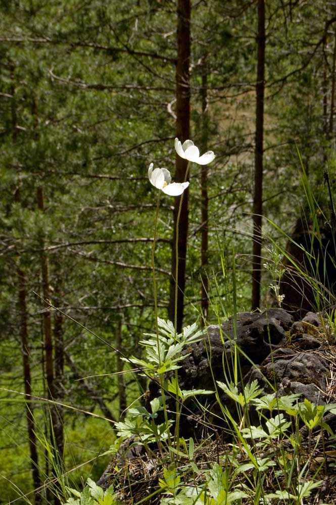 Изображение особи Anemone sylvestris.