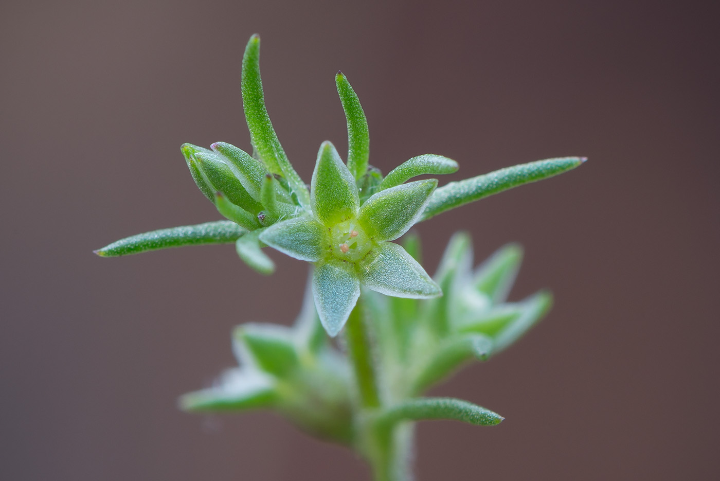 Изображение особи Scleranthus annuus.