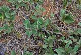 Cotoneaster melanocarpus