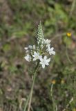 Ornithogalum ponticum. Соцветие с цветками и бутонами. Горный Крым, гора Северная Демерджи. 21.06.2009.