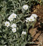 Cerastium argenteum