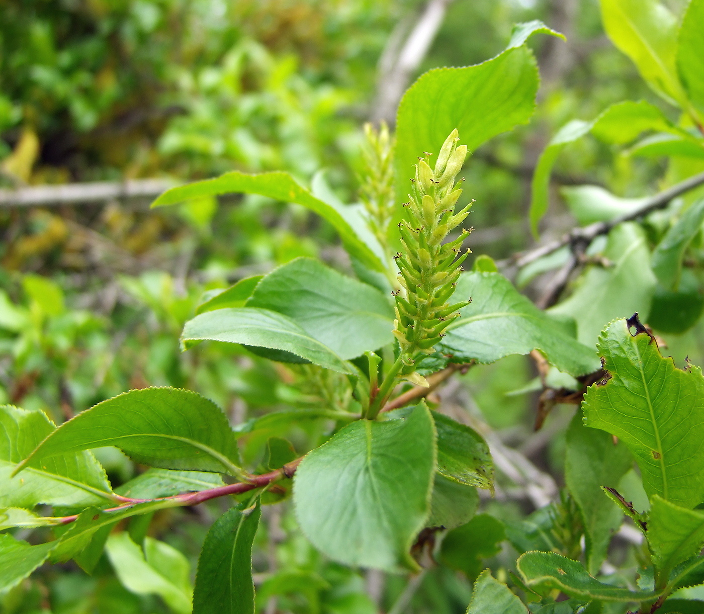 Изображение особи Salix pseudopentandra.