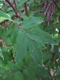 Sambucus racemosa