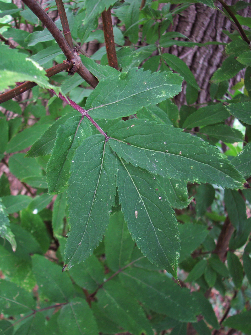 Изображение особи Sambucus racemosa.