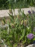 Fritillaria amana