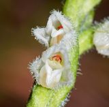 Goodyera repens