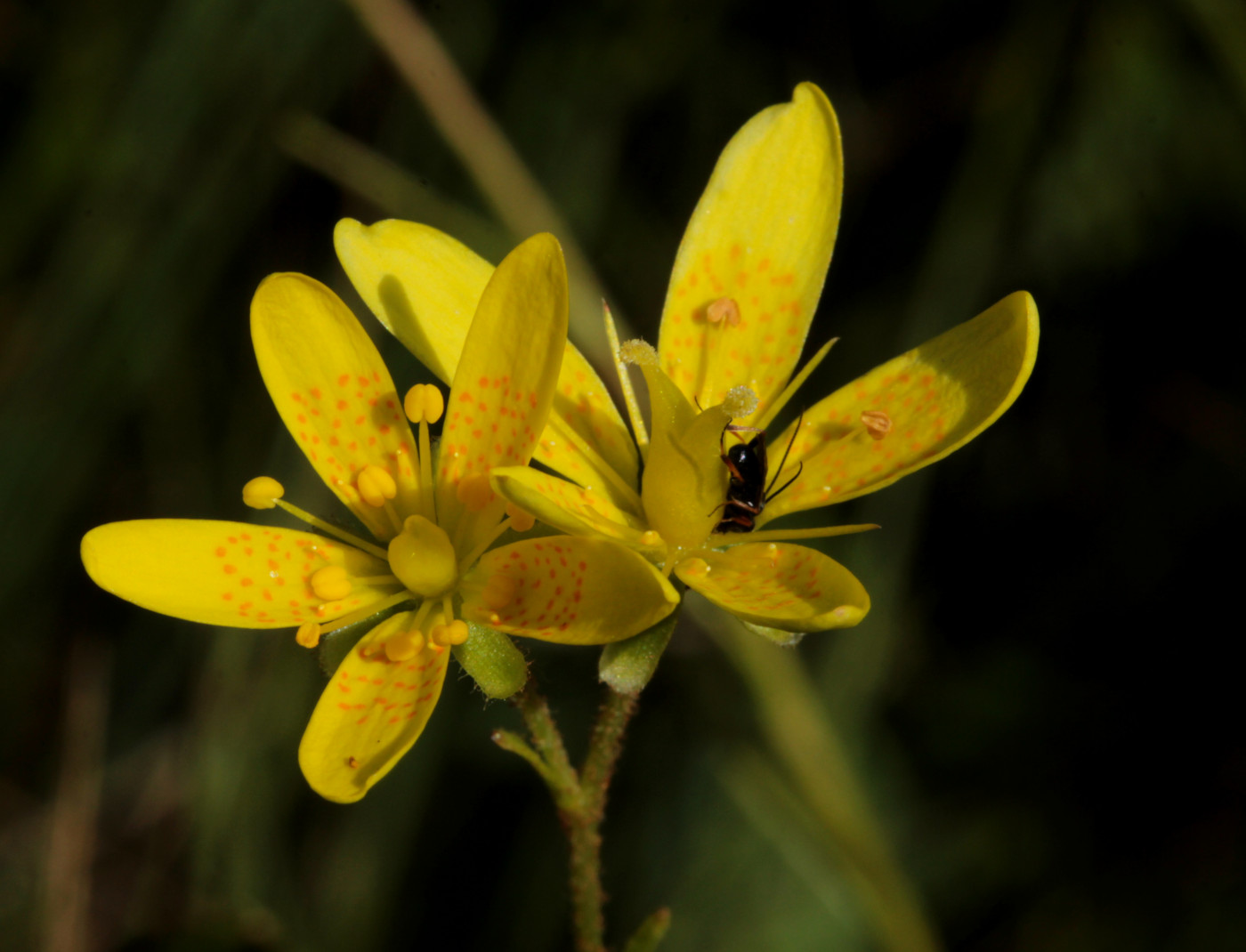 Изображение особи Saxifraga hirculus.