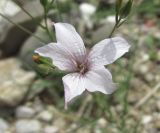 Linum tenuifolium