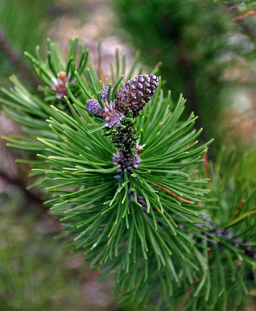 Изображение особи Pinus mugo.