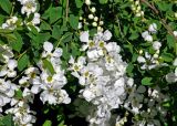 Exochorda racemosa