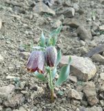 Fritillaria kurdica