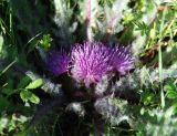 Cirsium esculentum