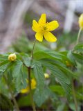 Anemone ranunculoides. Верхушка цветущего растения. Ленинградская обл., Ломоносовский р-н, долина р. Шингарка, влажный берег р. Шингарка, обочина грунтовой дороги. 26.04.2020.