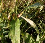 Persicaria amphibia. Верхушка побега, поражённого тлёй. Тверская обл., Весьегонский р-н, с. Чистая Дуброва, луг. 24 июля 2020 г.