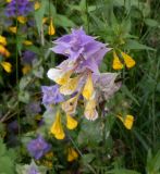 Melampyrum nemorosum