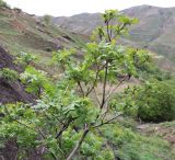 Rhus coriaria