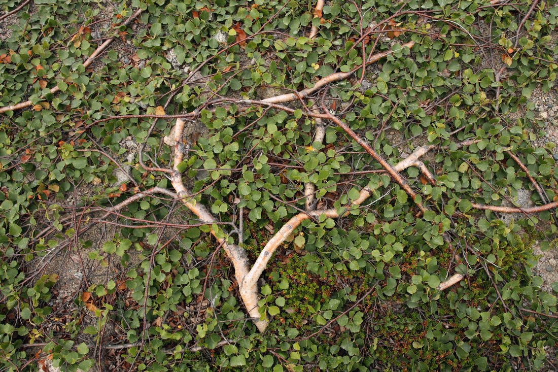 Image of Betula &times; kusmisscheffii specimen.