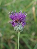 Centaurea apiculata