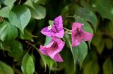 Bougainvillea glabra