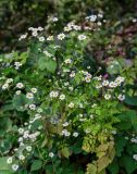 Pyrethrum parthenifolium. Верхушка цветущего растения. Армения, обл. Тавуш, Дилижанский национальный парк, берег оз. Парз, ≈ 1300 м н.у.м., опушка широколиственного леса. 22.06.2022.