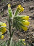 Onosma polyphylla