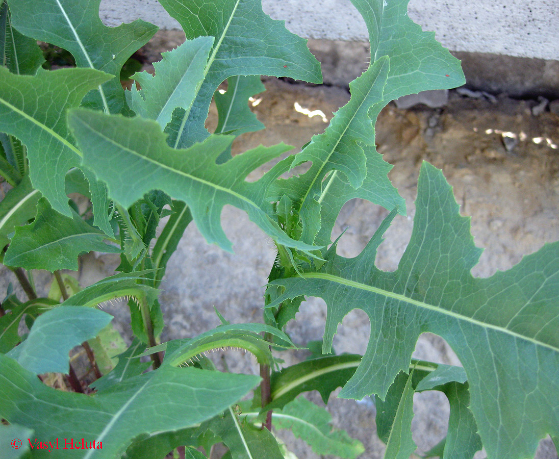 Изображение особи Lactuca serriola.
