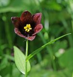 Fritillaria camschatcensis. Верхушка побега с цветком. Сахалин, Тымовский р-н, река Пиленга, долинный ивово-тополёвый лес. 02.07.2011.