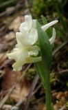 Dactylorhiza romana