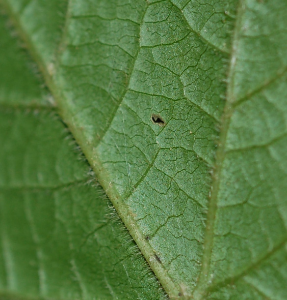 Image of Acer barbinerve specimen.